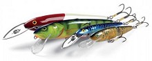 Whitefish  Salmo