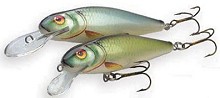 Roach Salmo