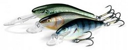Executor Salmo