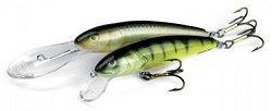 Minnow Salmo