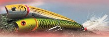 KNUCKLE HEAD Creek Chub
