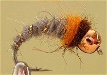 ������� ����� - ����� �������� ��������� Caddis pupa 1-14/10