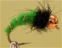   Caddis pupa 1-15/10