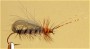   Cdc loop caddis  2-29/12