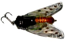 ������ Daiwa Drown Cicada Haruzemi 